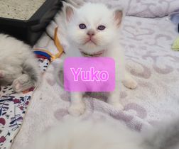 Yuko de l'Atoll des Pins